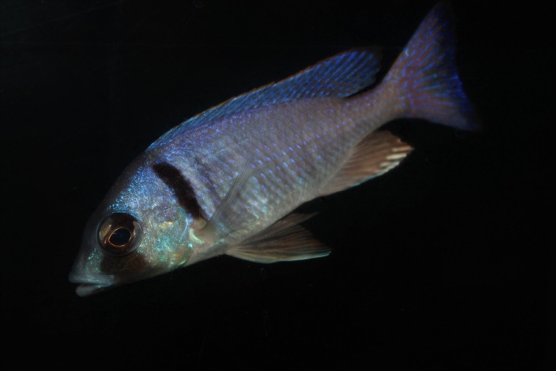 Placidochromis electra 'Londo Bay'